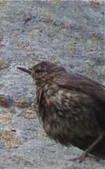 pipit10.jpg