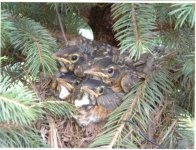 baby robins.jpg