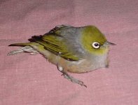 silvereye.jpg