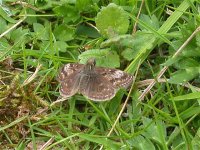 dingy_skipper_old_sulehay_may_04_640.jpg