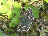 grizzled_skipper_old_sulehay_may_04_640.jpg