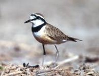 madagascar_plover.jpg