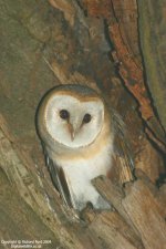 barn owl 3234 lw.jpg