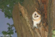 Barn Owl 3235 lw.jpg