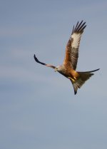 red kite.jpg