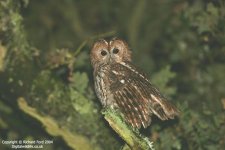 tawny owl_4085_RT8 lw.jpg