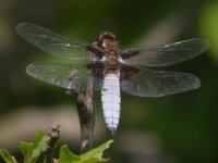 broad bodied chaser1a.jpg
