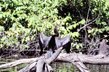 Anhinga.jpg