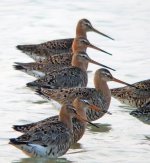 bt godwits.line.iso1600.nware DSCF3796.jpg