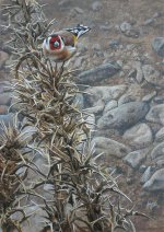 Goldfinch-on-thistlesweb.jpg