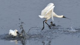 bf spoonbill.fight DSC_6442.jpg