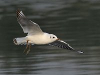 bh gull_DSC0427.jpg