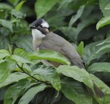 chinese bulbul_DSC5746.jpg