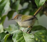 common tailorbird_DSC1118.jpg