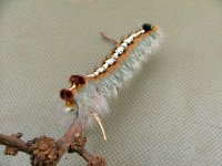 Caterpillar A.jpg