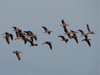 mixed flock flight.jpg