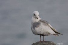 Larus IMG_8183.jpg