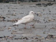 Iceland Gull.JPG