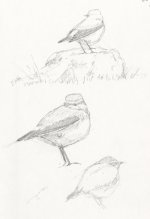 wheatearsktchs.jpg