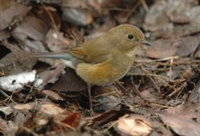 Photo5OrangeFlankedBushRobin.JPG