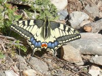 swallowtail.jpg