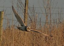 Short eared Owl_800x574.jpg