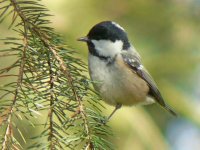 Coal Tit_800x600.jpg