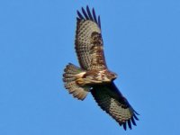 Buzzard_800x600.jpg