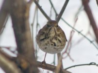 Hermit Thrush.jpg