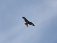 Bird forum test red kite.jpg