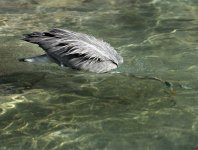 heron Dublin zoo  12th march 08 no 7.jpg