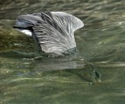 heron Dublin zoo  12th march 08 no 8.jpg