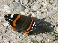 L1150795_Red Admiral.jpg