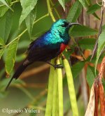 1.Red-chested-Sunbird.jpg