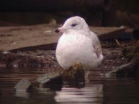 1st-w Ring-billed Gull Lough 18th Feb 2008_4.jpg