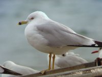 ad w Ring-billed Gull Cobh 18th Feb 2008_1.jpg