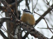 RB Nuthatch.jpg