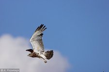 143_black-chested_snake-eagle~25703~a_froneman_a.jpg