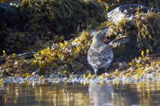 PURPLE SANDPIPER.j2.jpg