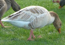 a-greylag-wotsit.jpg