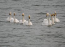 tn_Wh Swans at STown 10.JPG