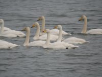 tn_Wh Swans at STown 18.JPG