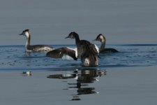 Great_crested_grebe.JPG