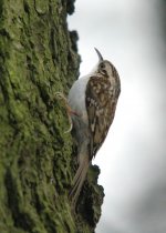 Treecreeper.jpg