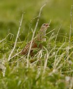 Corncrake-web1.jpg