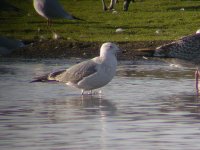 Caspian Gull 0263.jpg