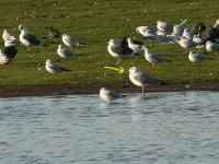 Caspian Gull  (2nd W) 2928.jpg