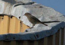 Black redstart 2.jpg