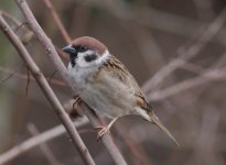 TreeSparrow.JPG