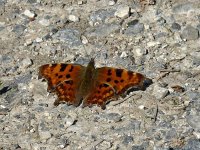 L1150303_Comma.jpg